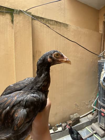 Aseel pathi good quality