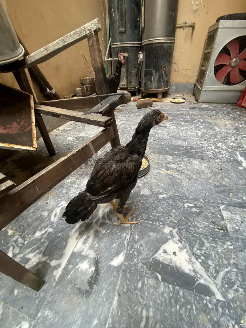 Aseel pathi good quality — photo 3