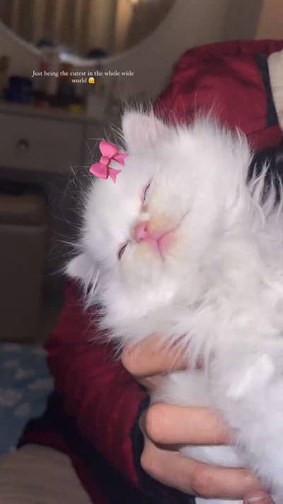 Persian kittens