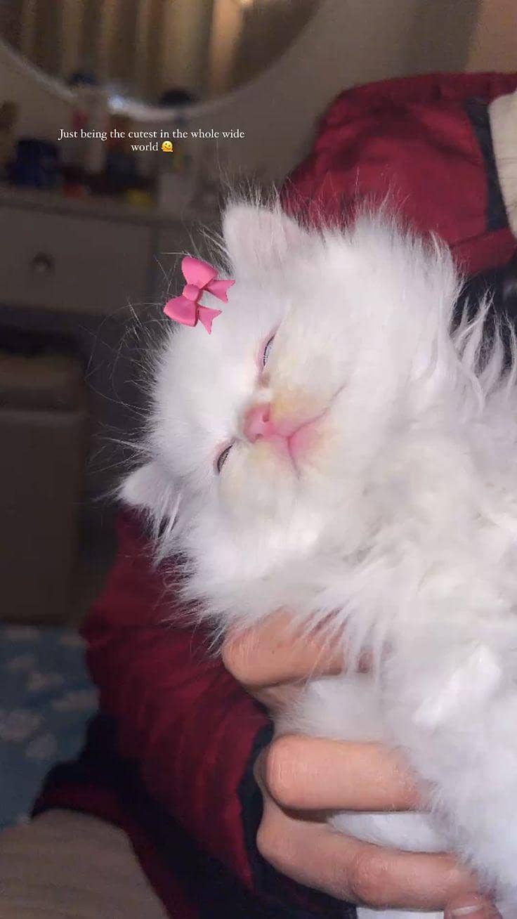Persian kittens 0