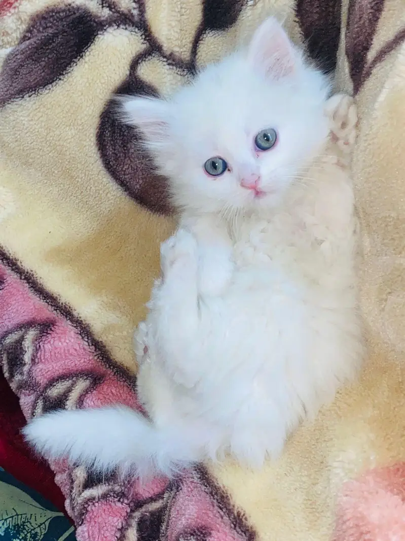 Persian kittens — photo 3