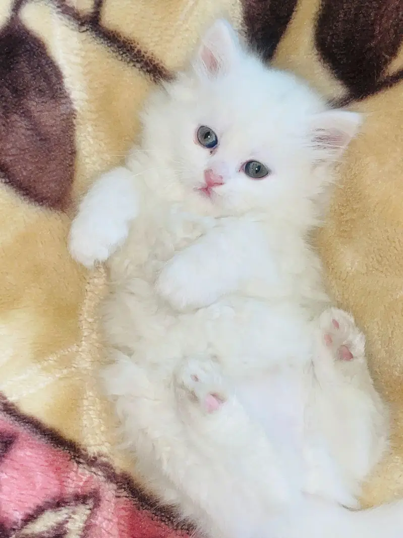 Persian kittens — photo 4