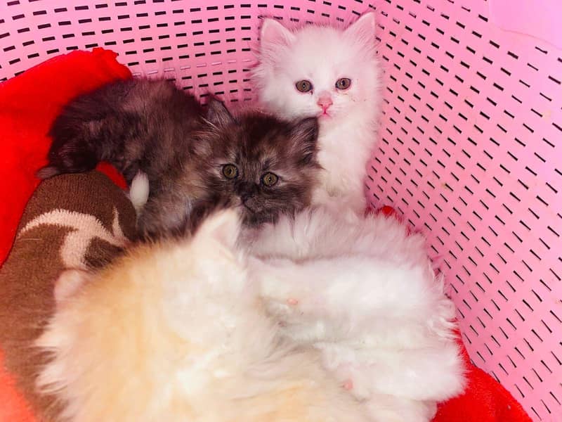 Persian kittens 4
