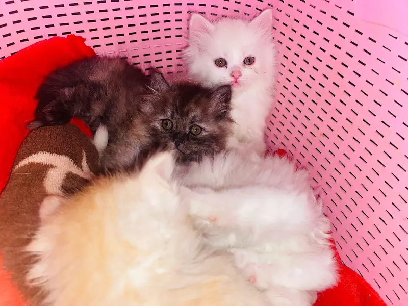 Persian kittens — photo 5