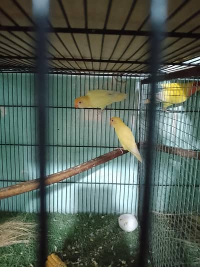 Latino and crimino 2pair hai full active