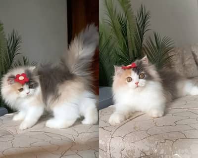persian kitten | peki/piki_triple coat | punch face|white kittens_cute