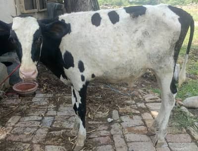 urgent for sale freezian bull
