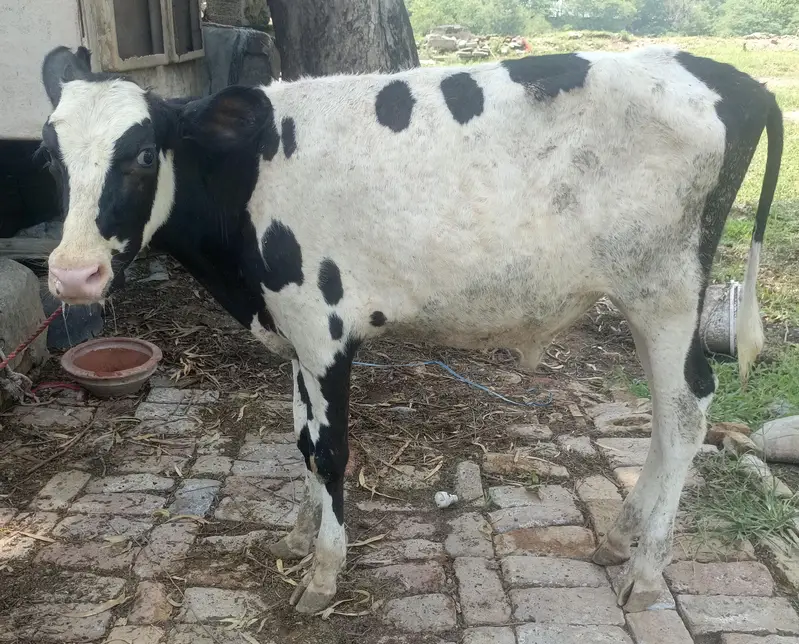 urgent for sale freezian bull — photo 2