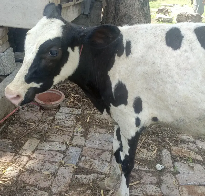 urgent for sale freezian bull — photo 3