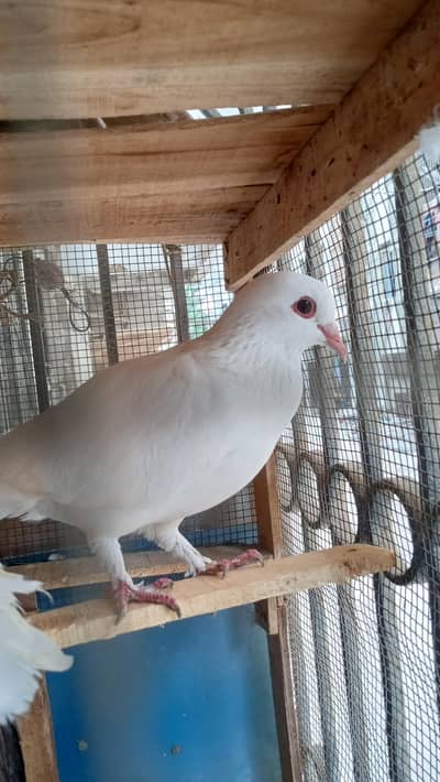 pigeon