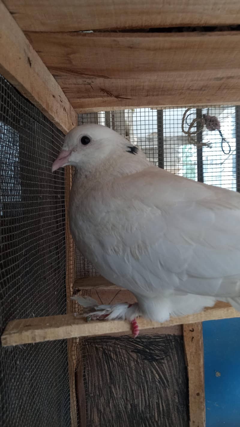 pigeon 1