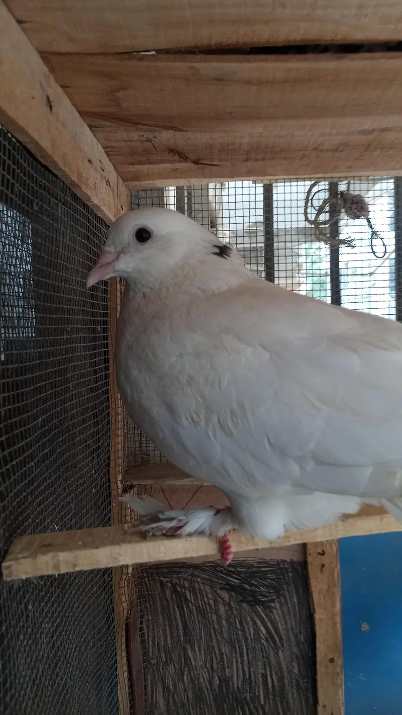 pigeon — photo 2