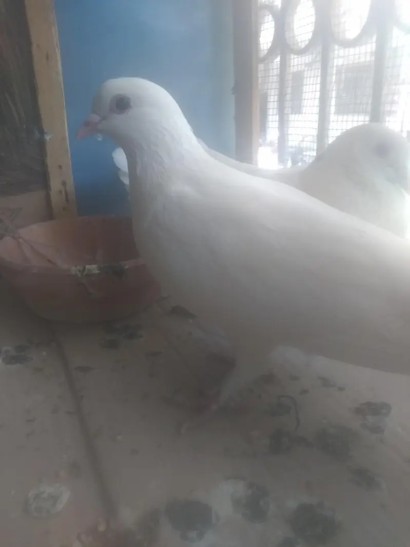 pigeon — photo 3