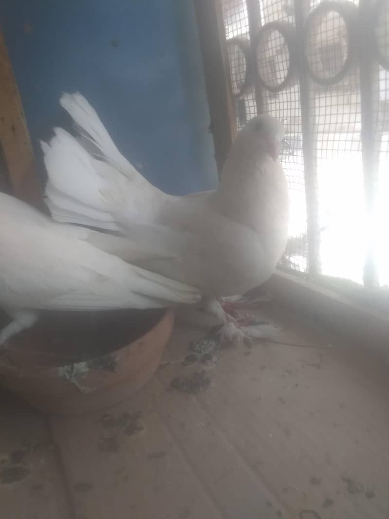pigeon 3