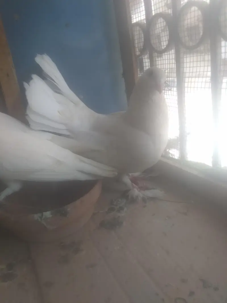 pigeon — photo 4