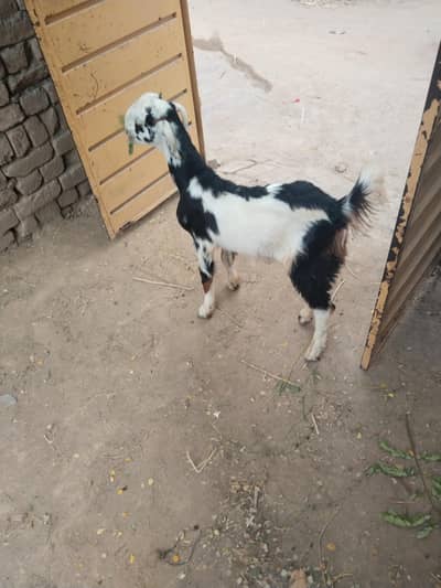 Bakra