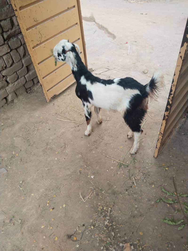 Bakra 0