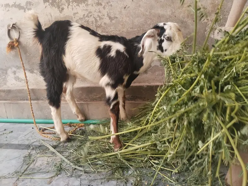 Bakra — photo 3