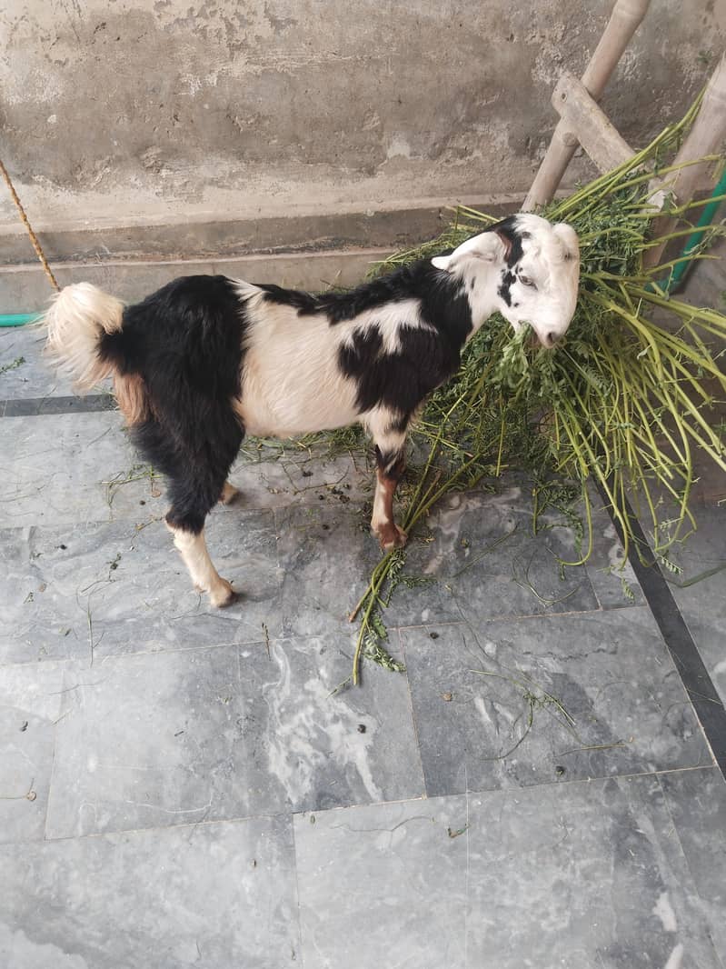 Bakra 3