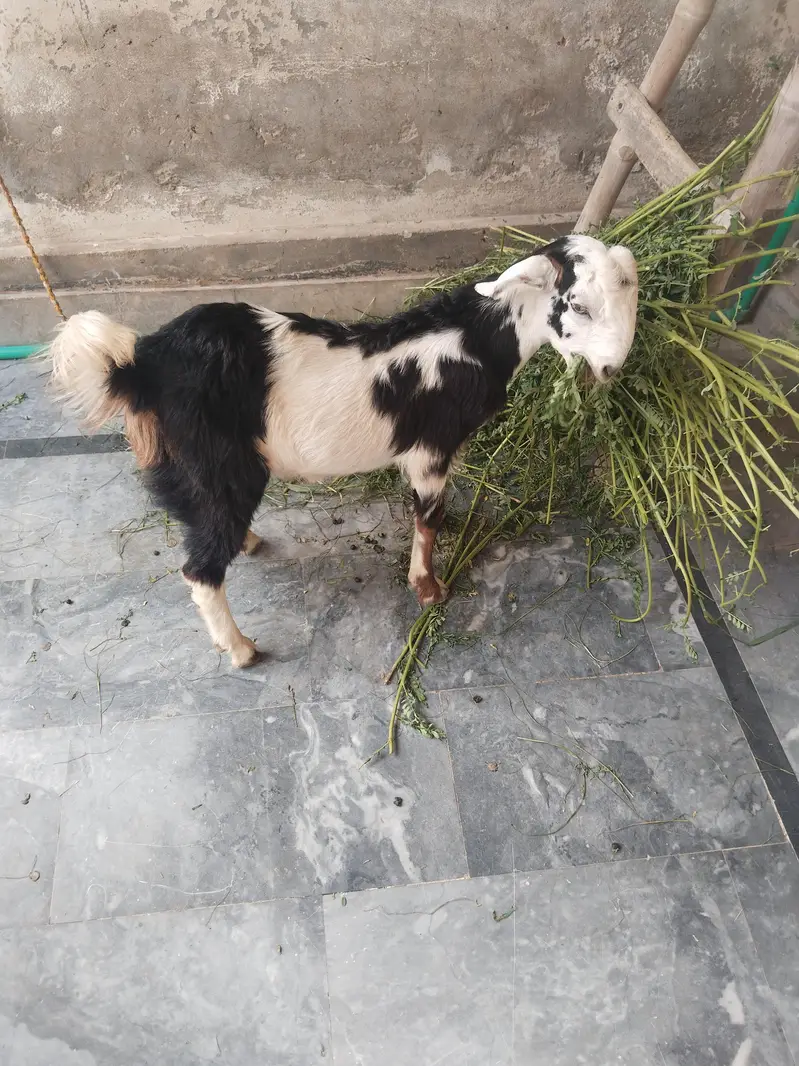 Bakra — photo 4