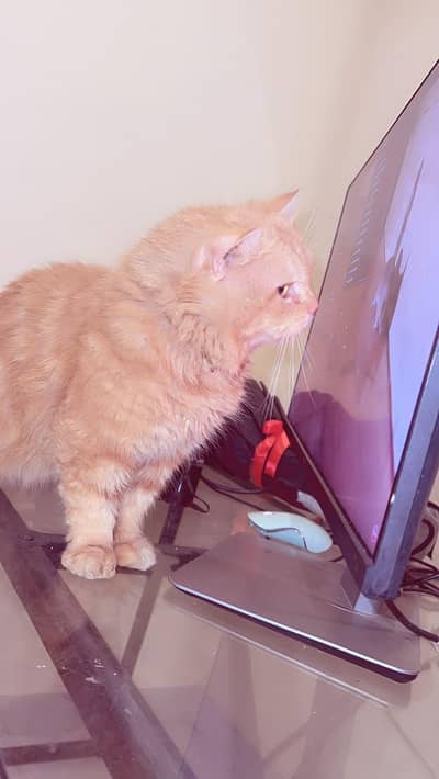 Friendly Male Cat For Sale in Islamabad