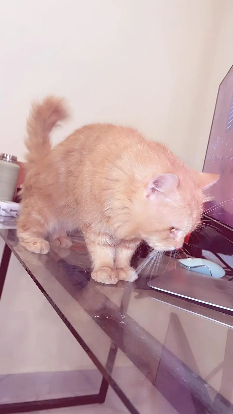 Friendly Male Cat For Sale in Islamabad — photo 2