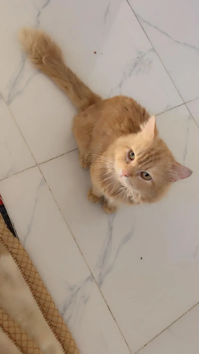 Friendly Male Cat For Sale in Islamabad — photo 3