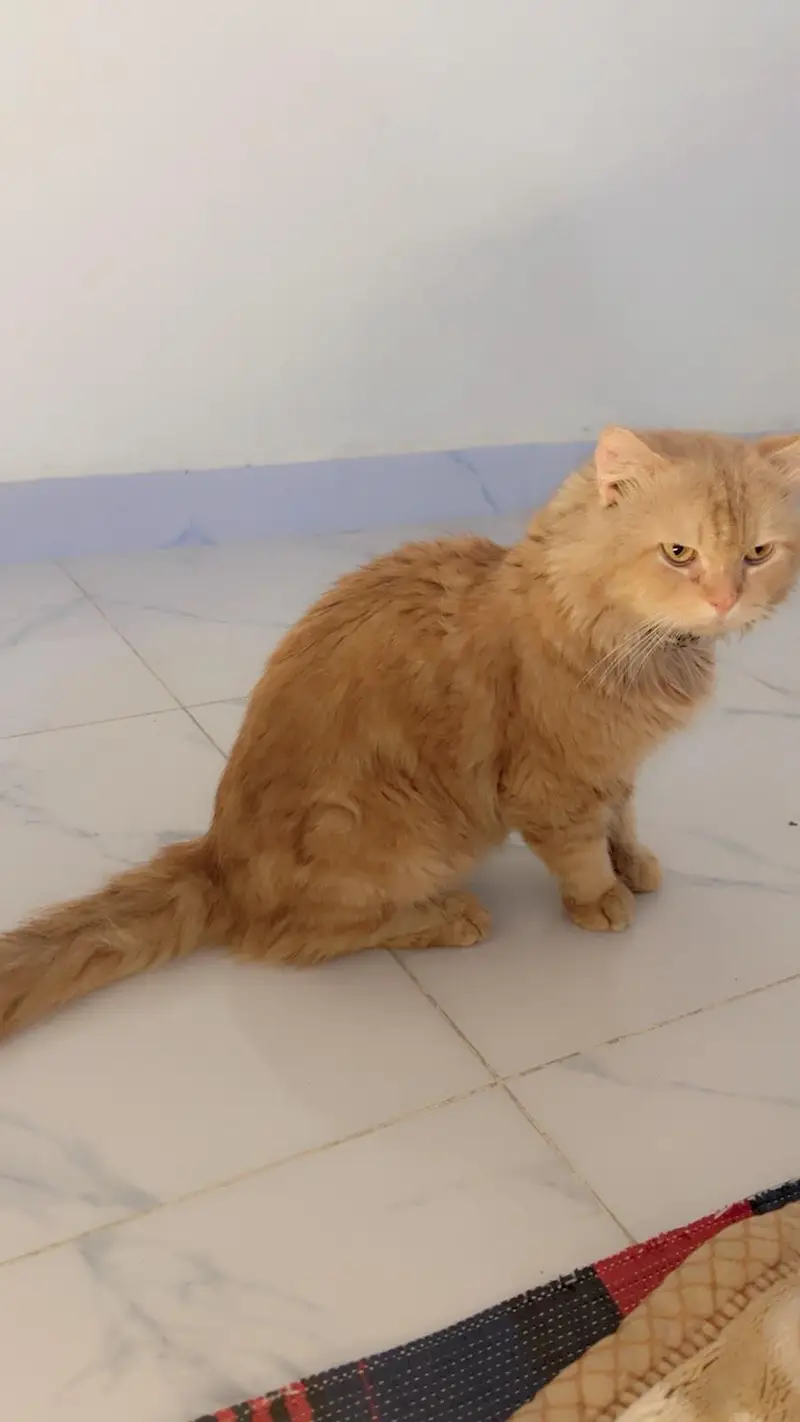 Friendly Male Cat For Sale in Islamabad — photo 4