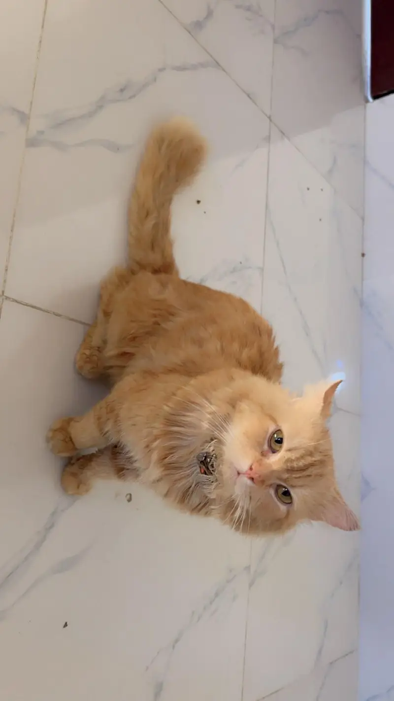 Friendly Male Cat For Sale in Islamabad — photo 5