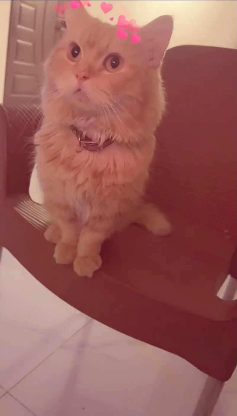 Friendly Male Cat For Sale in Islamabad — photo 7
