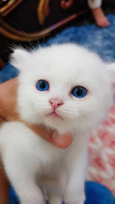 percian triple coatedl kittens/blue eyes percian kittens/cats for sale
