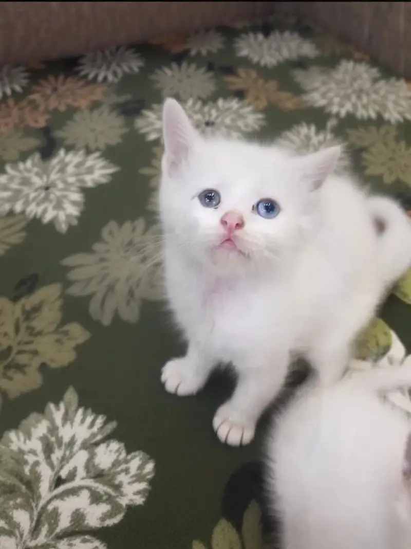 percian triple coatedl kittens/blue eyes percian kittens/cats for sale — photo 3