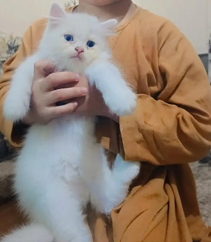 percian triple coatedl kittens/blue eyes percian kittens/cats for sale — photo 4