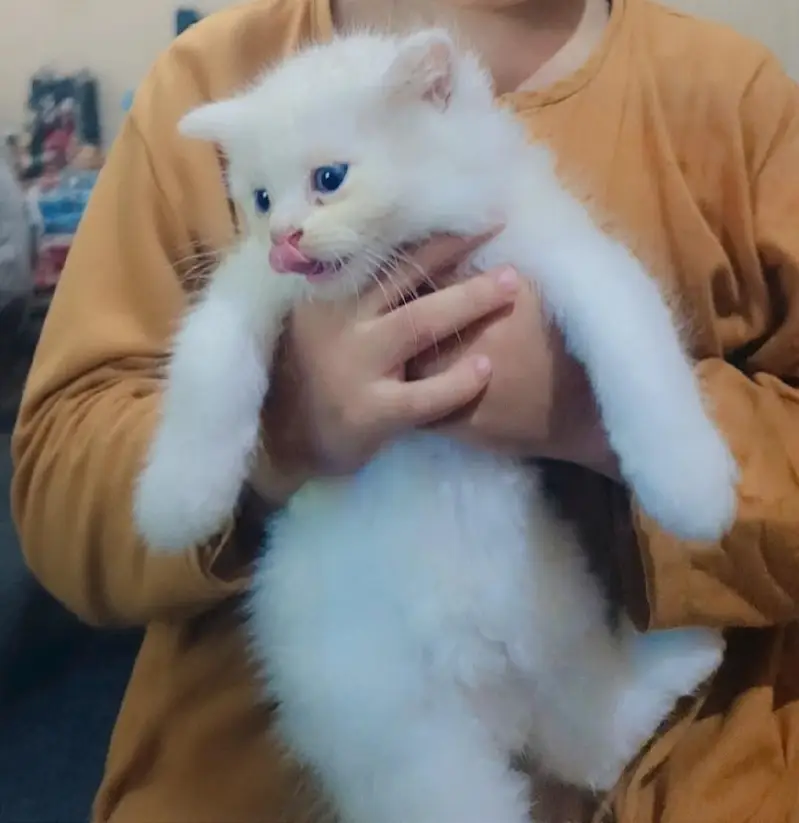percian triple coatedl kittens/blue eyes percian kittens/cats for sale — photo 5