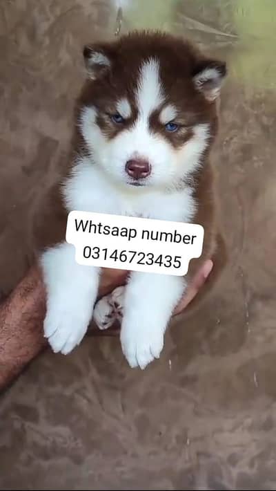 Siberian husky fore sale