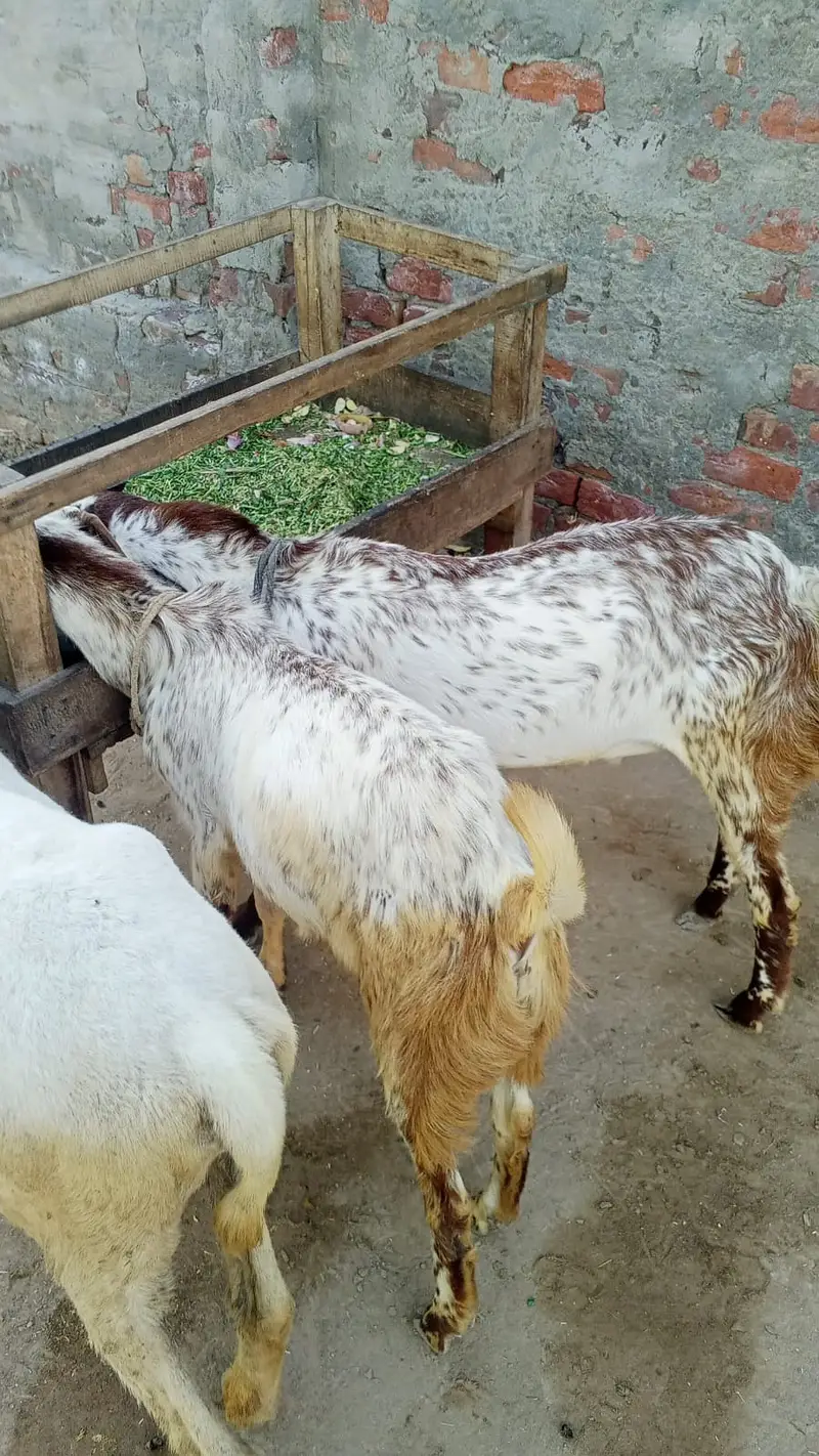 Goats Available for sale 3 baby 5 barki 1 Breader