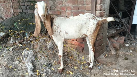 مکھی چینی پٹھ فار سیل
