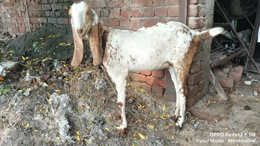 مکھی چینی پٹھ فار سیل — photo 2