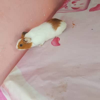 American hamster