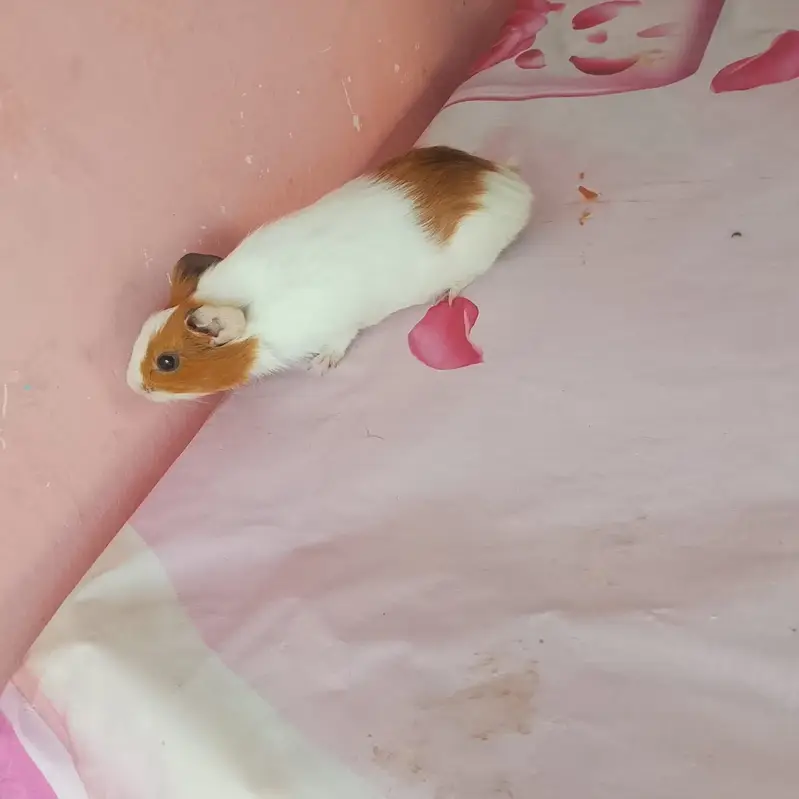 American hamster