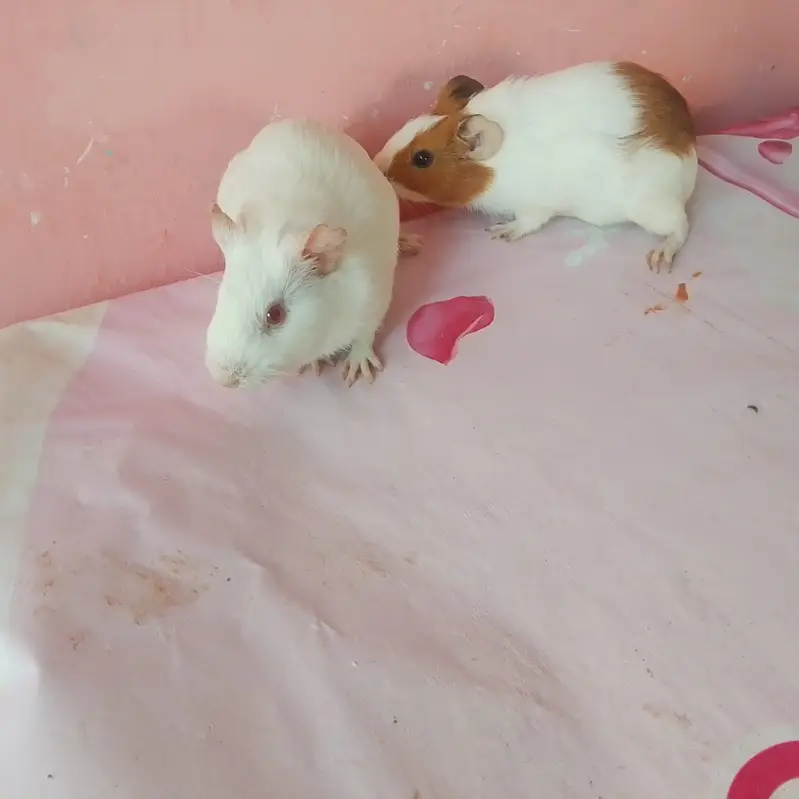 American hamster — photo 2