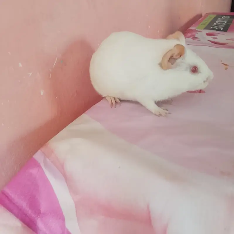 American hamster — photo 3