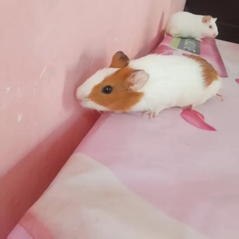 American hamster — photo 4