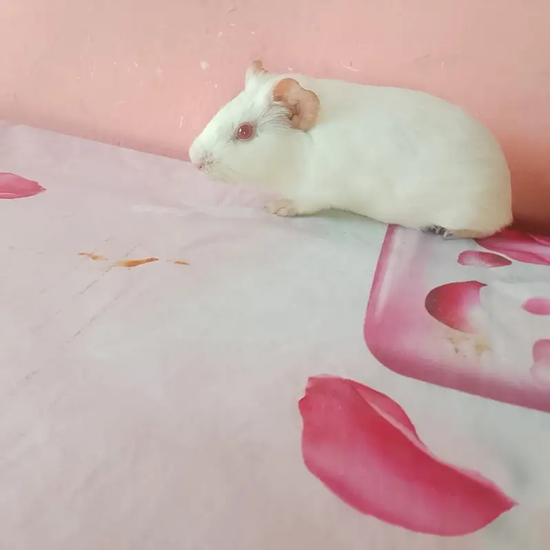 American hamster — photo 5