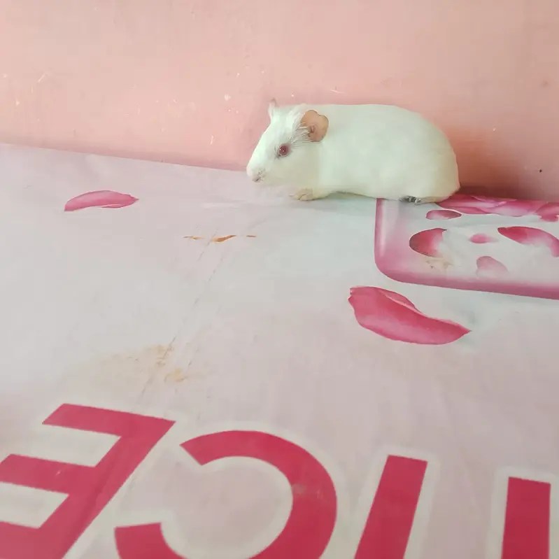 American hamster — photo 6