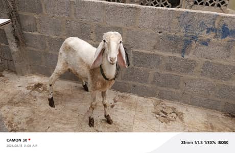 gulabi dumba