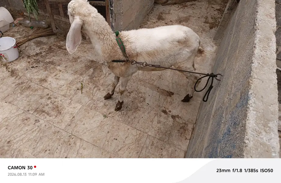 gulabi dumba — photo 3