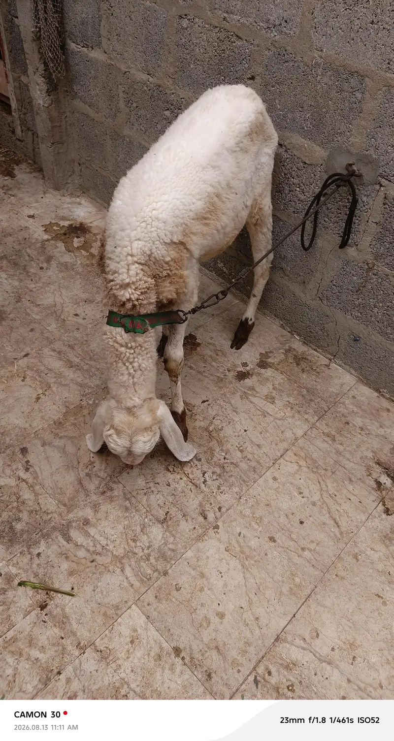 gulabi dumba — photo 4