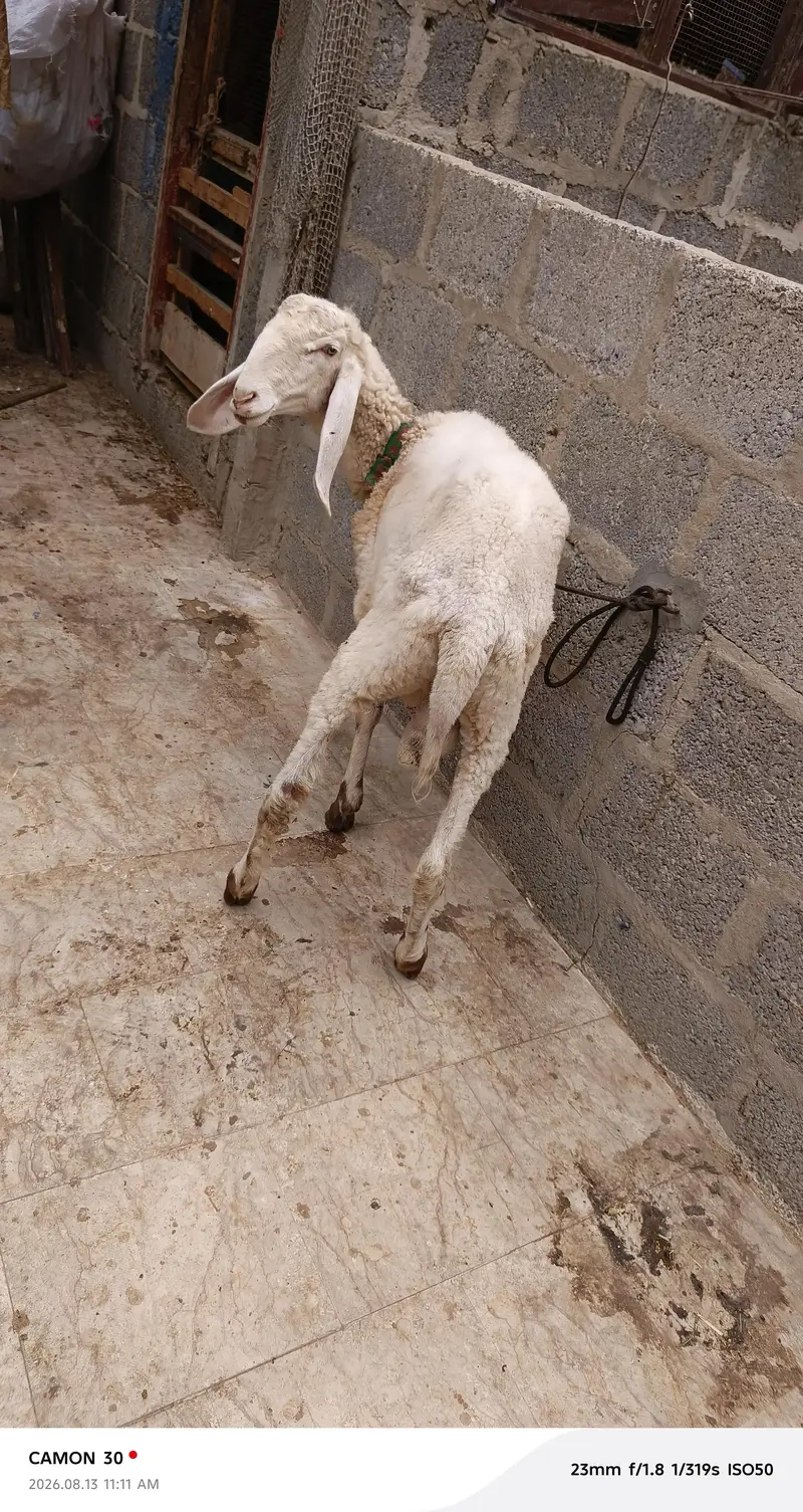 gulabi dumba — photo 5