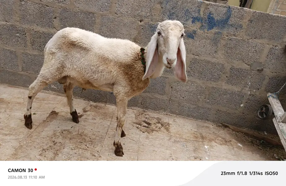 gulabi dumba — photo 6